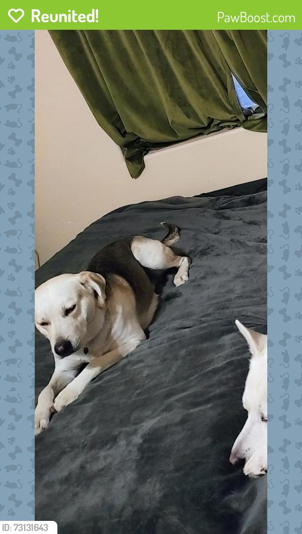 Reunited Male Dog last seen Calle Anasazi and San Joaquin, Tucson Estates, AZ 85735
