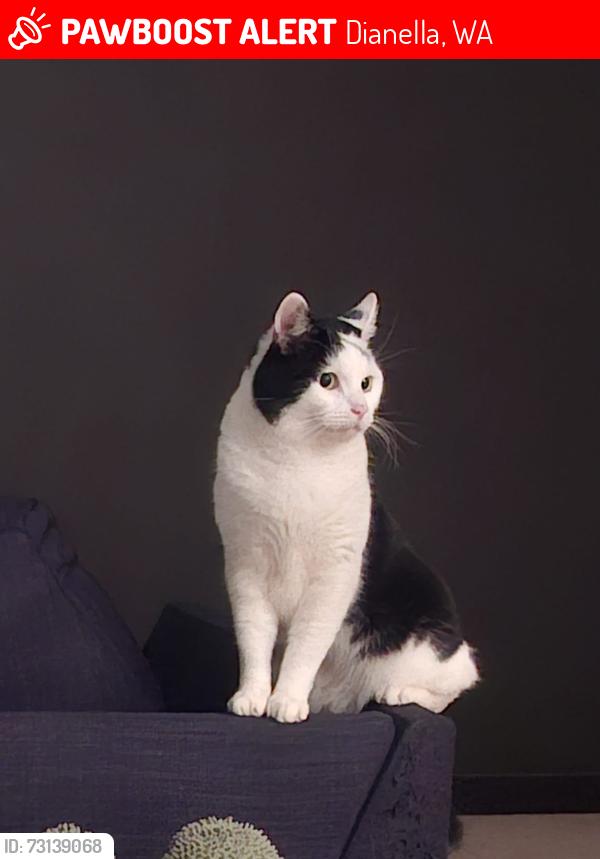 Lost Male Cat last seen Grand Promenade, Dianella, WA 6059