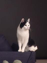 Lost Male Cat last seen Grand Promenade, Dianella, WA 6059