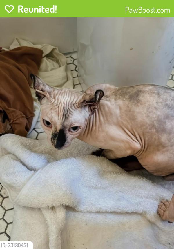 Reunited Female Cat last seen Santa Monica Blvd and Crescent Heights, West Hollywood, CA 90046