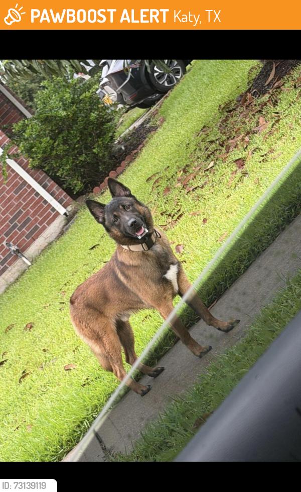 Found/Stray Unknown Dog last seen Cabin line ln Katy tx, Katy, TX 77494
