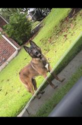 Found/Stray Unknown Dog last seen Cabin line ln Katy tx, Katy, TX 77494
