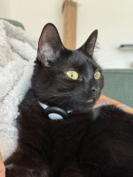 Lost Female Cat last seen in our garden at 186 brixton road, Greater London, England 