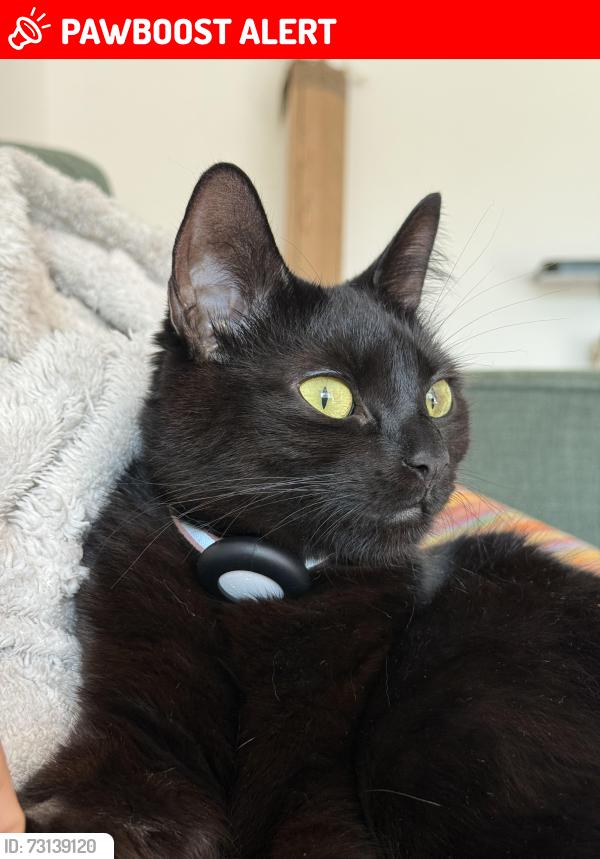 Lost Female Cat last seen in our garden at 186 brixton road, Greater London, England 