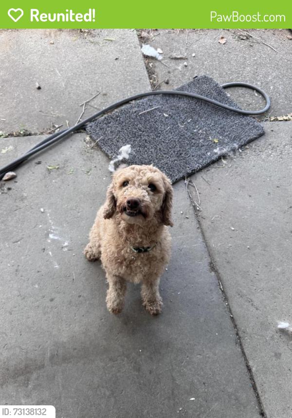 Reunited Female Dog last seen Casto Lane and Holladay Blvd, Holladay, UT 84117