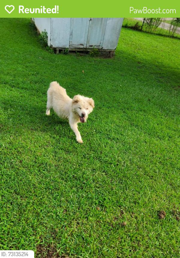 Reunited Unknown Dog last seen Near Swamp Rabbit Cafe on Cedar Lane Rd, Greenville, SC 29611