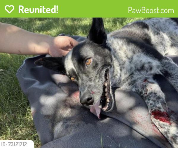 Reunited Female Dog last seen Corner of dahlia and Colorado Ave., Denver, CO 80222