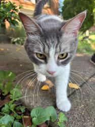 Found/Stray Unknown Cat last seen Pittman ct, Centreville, VA 20121