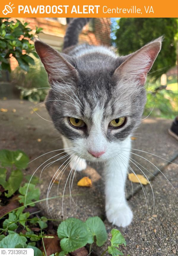 Found/Stray Unknown Cat last seen Pittman ct, Centreville, VA 20121