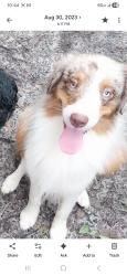 Reunited Male Dog last seen Kings ave, Riverview, FL 33578