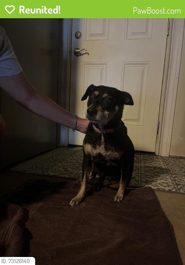 Reunited Female Dog last seen Cooperbend, San Antonio, TX 78250, USA, San Antonio, TX 78250