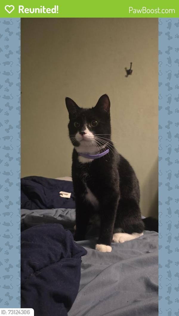 Reunited Unknown Cat last seen Farlin Ave, Green Bay, WI 54302