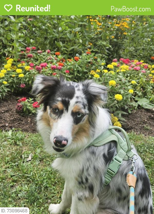 Reunited Female Dog last seen Near Dinnerbell Rd, Ohiopyle, PA 15464