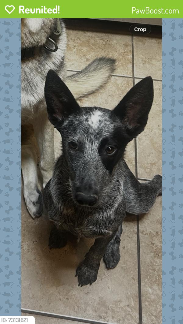 Reunited Female Dog last seen Flagger, El Paso, TX 79998