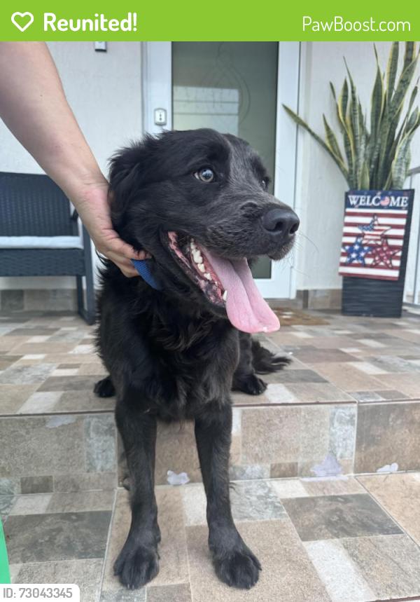 Reunited Male Dog last seen Flagler Street and 8th Street, Coral Gables, FL 33134