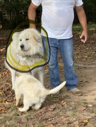 Reunited Male Dog last seen In our hse, Hickory, NC 28602