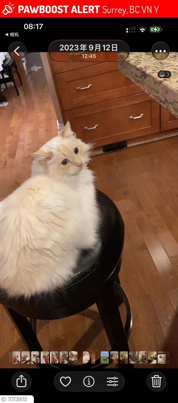 Lost Unknown Cat last seen Near Ave & 161 Street, Surrey, BC V4N 4Y1