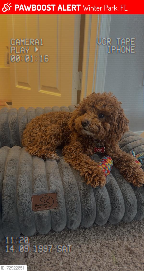 Lost Male Dog last seen Full sail university on semoran, Winter Park, FL 32792