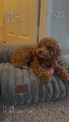 Lost Male Dog last seen Full sail university on semoran, Winter Park, FL 32792
