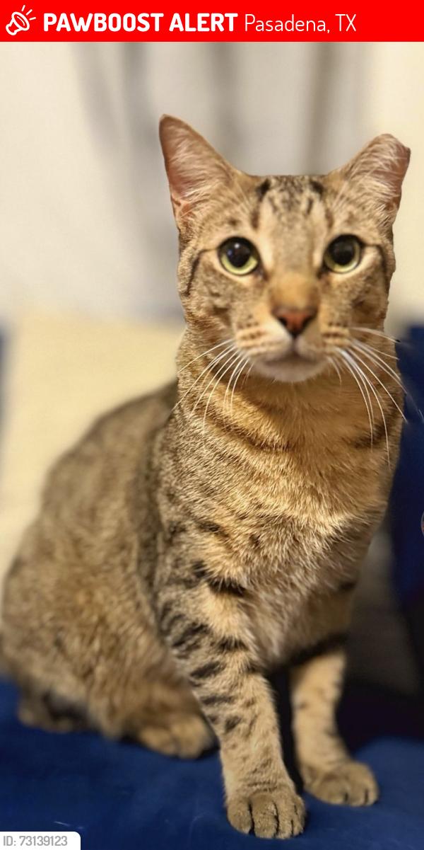 Lost Male Cat last seen El Jardin Dr & Park Dr, Pasadena, TX 77586