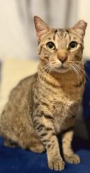 Lost Male Cat last seen El Jardin Dr & Park Dr, Pasadena, TX 77586
