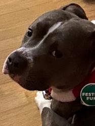 Lost Male Dog last seen Lake road ave Minneapolis,MN 55422, Minneapolis, MN 55422
