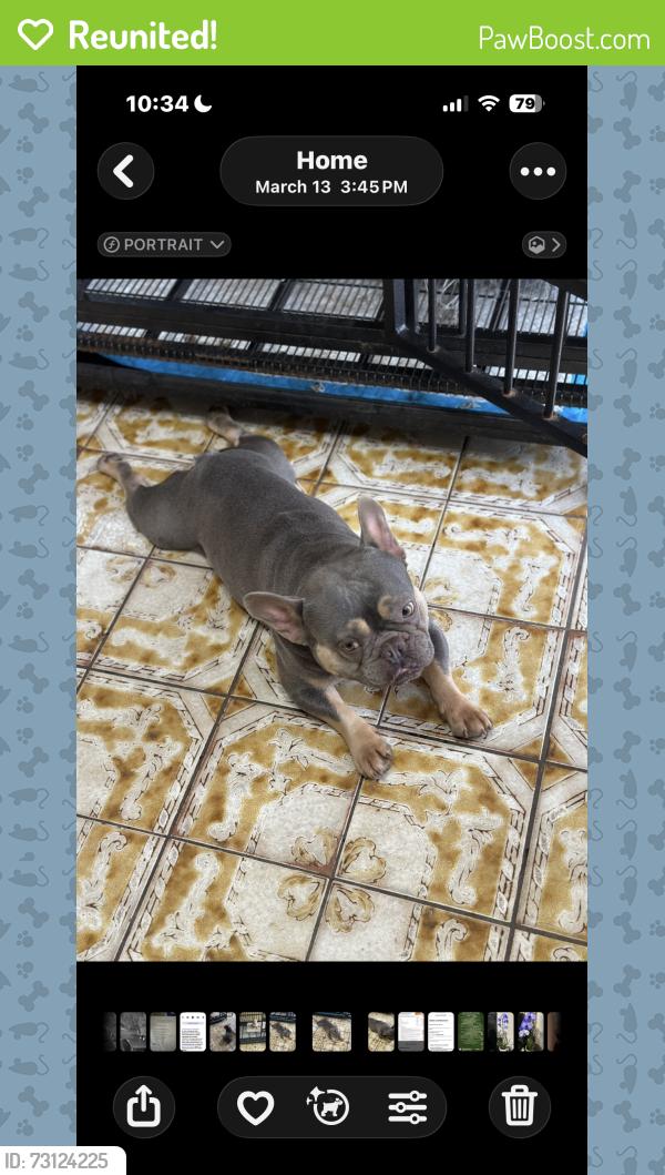 Reunited Male Dog last seen W Fern St and N Habana Ave, Egypt Lake-Leto, FL 33614