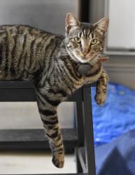 Lost Male Cat last seen Dulles/Lexington, we are in Plantation Colony, Sugar Land, TX 77478