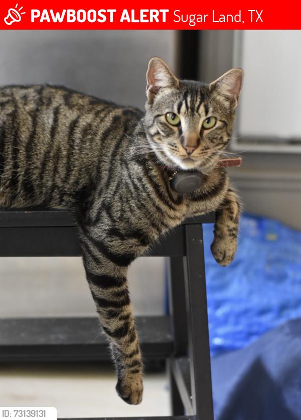 Lost Male Cat last seen Dulles/Lexington, we are in Plantation Colony, Sugar Land, TX 77478