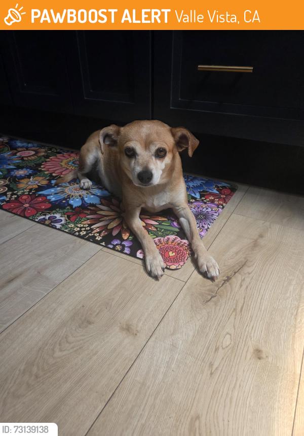 Found/Stray Female Dog last seen SAAR St/ Jutland Valle Vista Park, Valle Vista, CA 92544