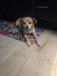 Found/Stray Female Dog last seen SAAR St/ Jutland Valle Vista Park, Valle Vista, CA 92544