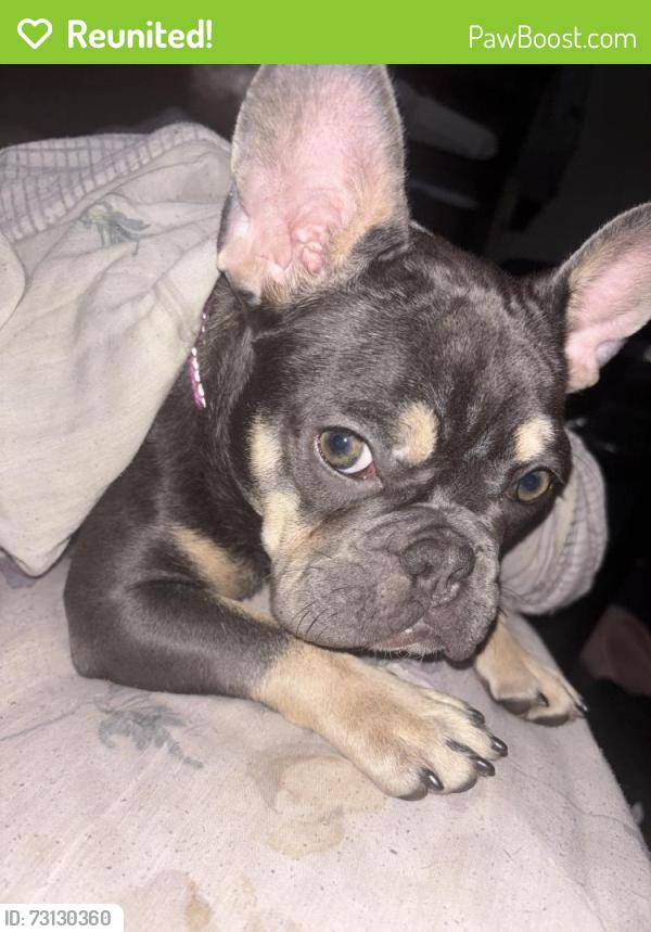 Reunited Female Dog last seen S Bryant Street Denver co, Denver, CO 80219