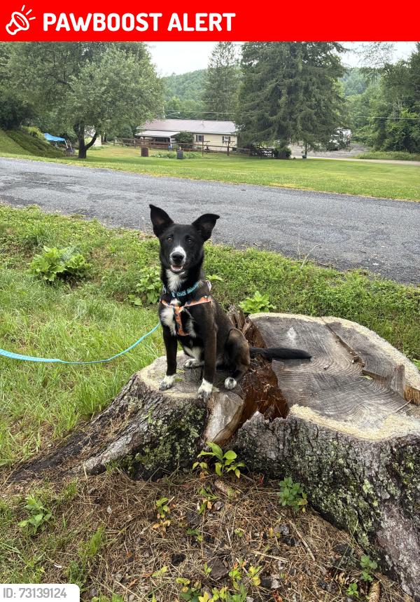 Lost Female Dog last seen Tanglewood campground Convington,PA, Covington Township, PA 16912