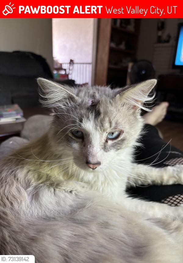 Lost Female Cat last seen Park or school, West Valley City, UT 84120