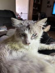 Lost Female Cat last seen Park or school, West Valley City, UT 84120