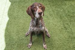 Shelter Stray Male Dog last seen , 1640 9th St, Santa Monica, CA 90404, USA