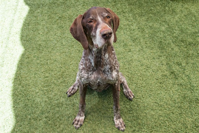Shelter Stray Male Dog last seen , 1640 9th St, Santa Monica, CA 90404, USA