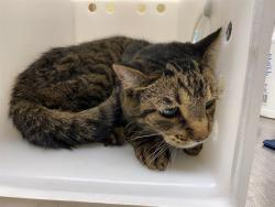 Shelter Stray Male Cat last seen , 3839 W Burnham St, West Milwaukee, WI 53215, USA