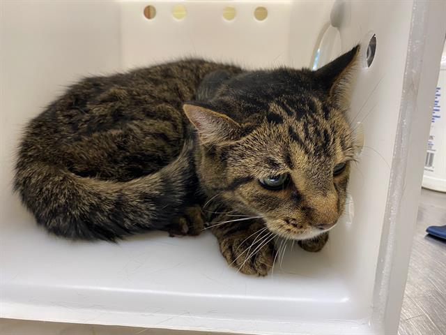 Shelter Stray Male Cat last seen , 3839 W Burnham St, West Milwaukee, WI 53215, USA