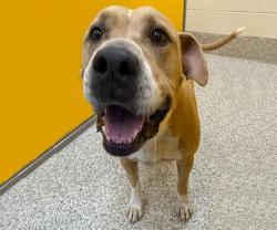 Shelter Stray Male Dog last seen , 4000 N Silverbell Rd, Tucson, AZ 85745, USA