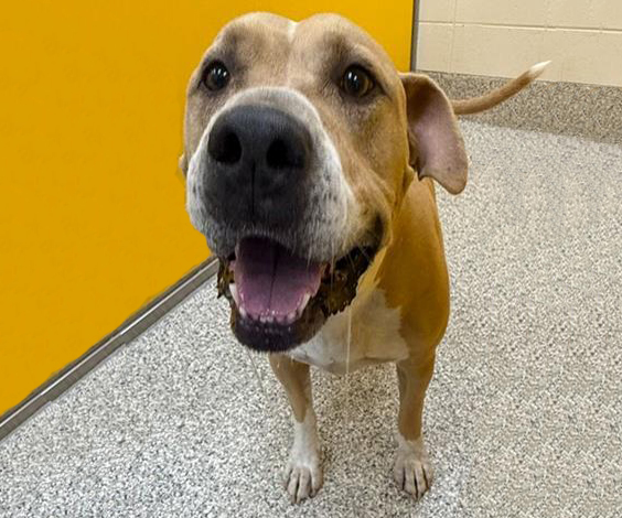 Shelter Stray Male Dog last seen , 4000 N Silverbell Rd, Tucson, AZ 85745, USA