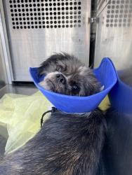 Shelter Stray Female Dog last seen , 4000 N Silverbell Rd, Tucson, AZ 85745, USA