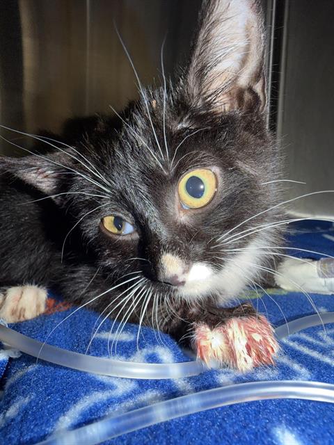 Shelter Stray Female Cat last seen SNOWHEIGHTS PARK, 8920 Lomas Blvd NE, Albuquerque, NM 87112, USA