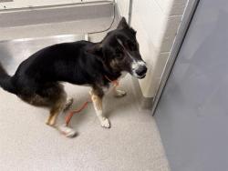 Shelter Stray Male Dog last seen N DOWD & WISE, 11232 B Ave, Auburn, CA 95603, USA