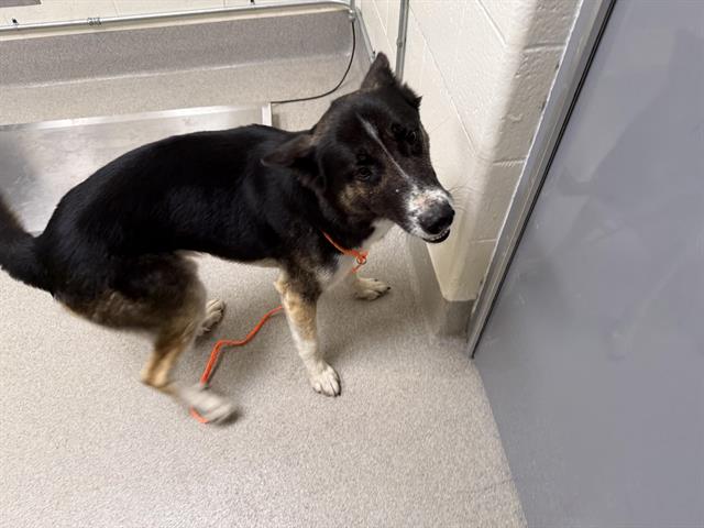 Shelter Stray Male Dog last seen N DOWD & WISE, 11232 B Ave, Auburn, CA 95603, USA