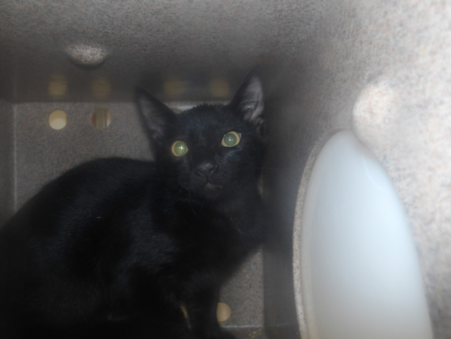 Shelter Stray Male Cat last seen , 11361 W Pico Blvd, Los Angeles, CA 90064, USA