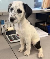 Shelter Stray Female Dog last seen , 4275 Elton St, Baldwin Park, CA 91706, USA