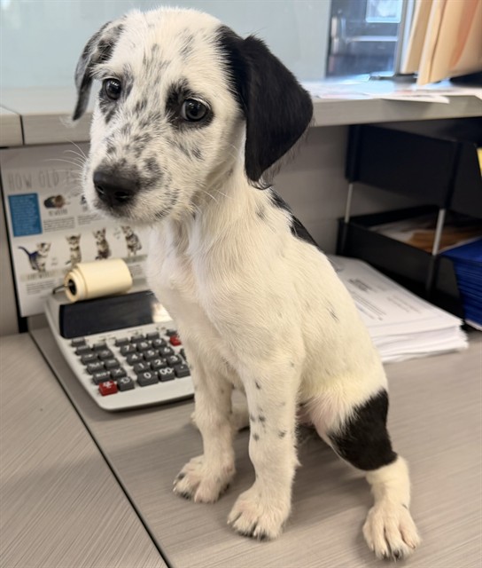 Shelter Stray Female Dog last seen , 4275 Elton St, Baldwin Park, CA 91706, USA