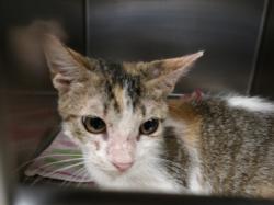 Shelter Stray Female Cat last seen , 11361 W Pico Blvd, Los Angeles, CA 90064, USA