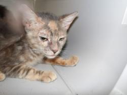 Shelter Stray Female Cat last seen , 11361 W Pico Blvd, Los Angeles, CA 90064, USA